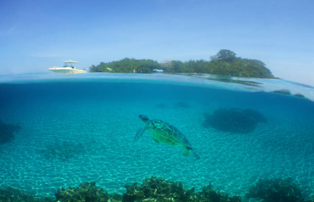 a sea turtle on a reef  in the caribbean