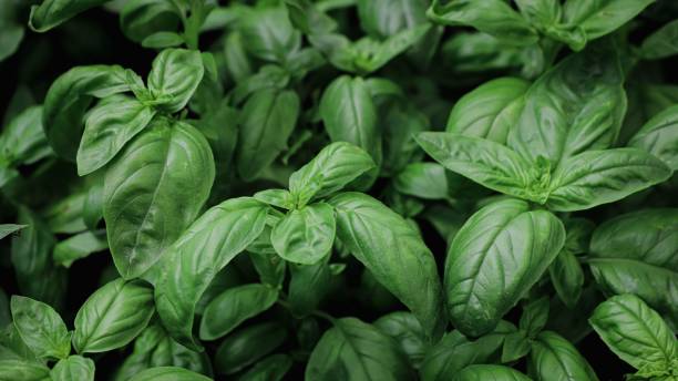 istock close up of basil seedlings - aromatic plants 2156482920