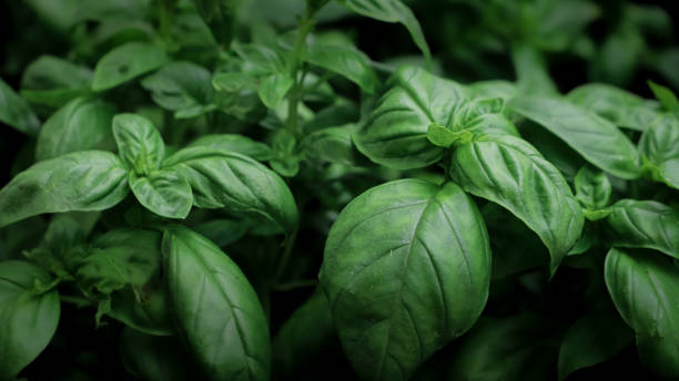 istock close up of basil seedlings - aromatic plants 2156482922