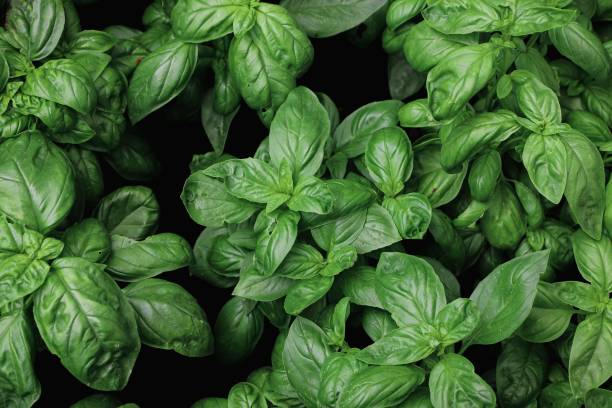 istock close up of basil seedlings - aromatic plants 2156482923