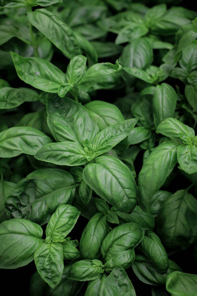 istock close up of basil seedlings - aromatic plants 2156482931