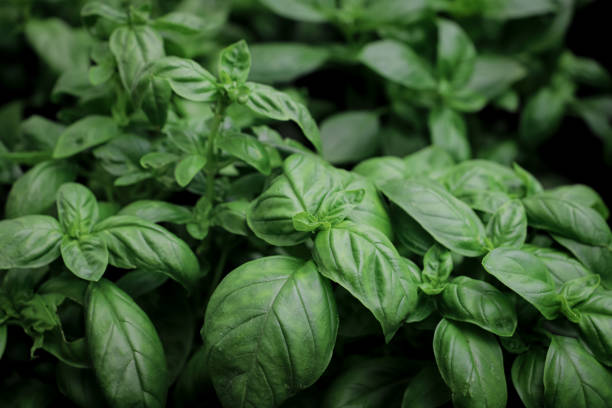 istock close up of basil seedlings - aromatic plants 2156482934