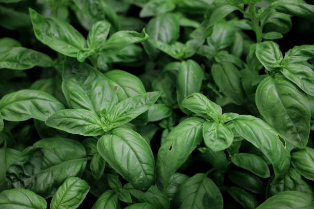 istock close up of basil seedlings - aromatic plants 2156482943