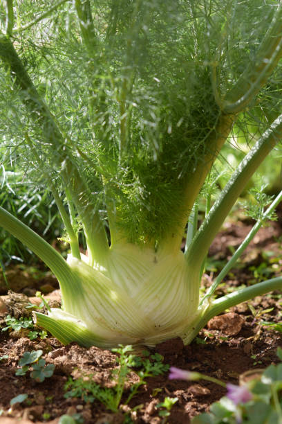 istock fennel bulb growing in rich soil 2156483318