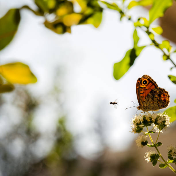 istock Insects polluting the flowers 2156484495
