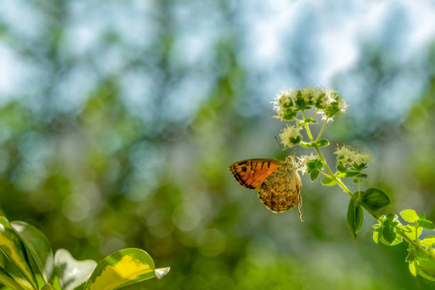 istock Beautiful Butterfly on the flowers 2156484509