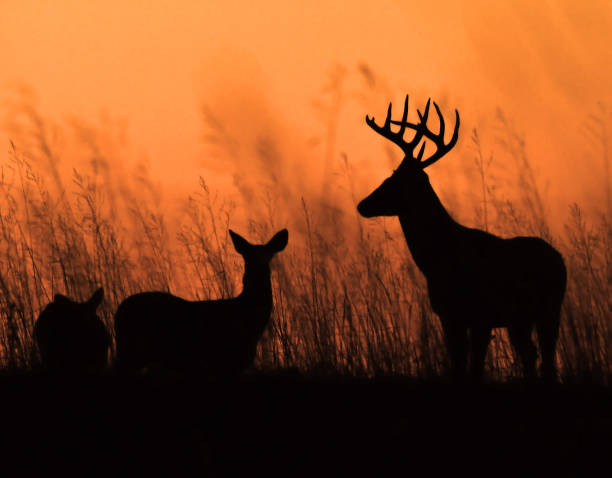Silhouetted at Dusk Two white-tailed deer graze in the light of the setting sun. Deer are found across the Midwest and Great Plains, especially in the mornings and evening when the light is low and the weather is cooler. This buck and doe were grazing in a field along a country road and were silhouetted by the orange light of sunset. doe deer silhouette stock pictures, royalty-free photos & images