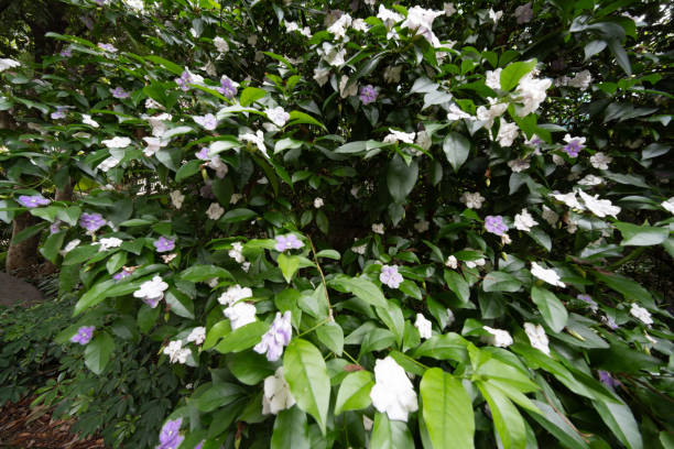 istock White wildflowers in the forest 2156485313
