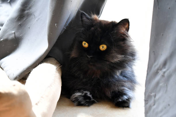 istock Black Persian cat sitting beside the curtain. 2156485739