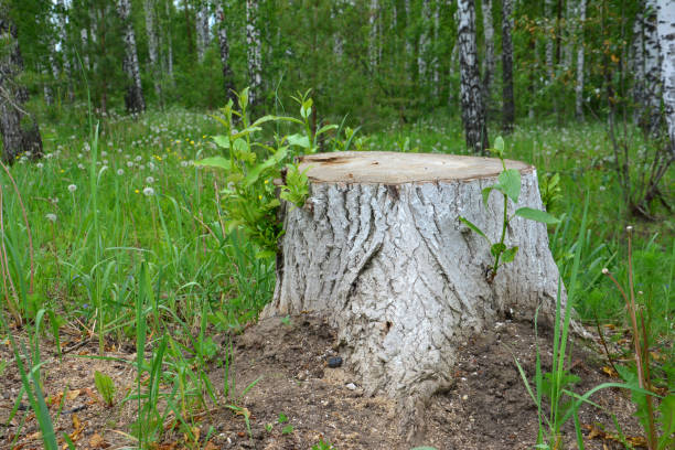 a tree stump with birch trees in the forest close up