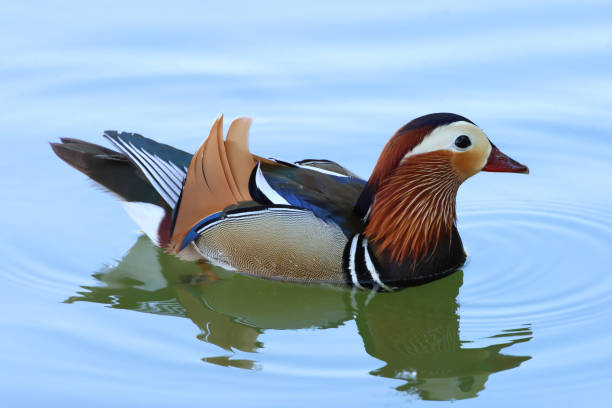 istock A Swimming Male Mandarin Duck 2156489067