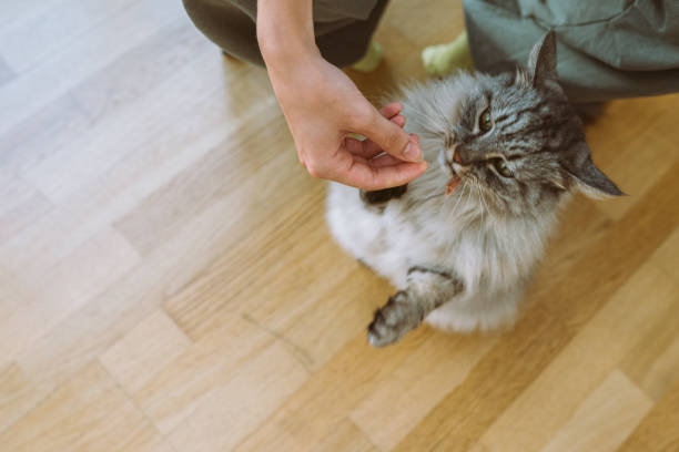 istock cat eats from hands cat food yummy 2156489118