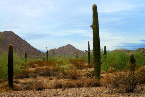 The Vast Sonora desert San Tan mountains in central Arizona USA on a late Spring morning