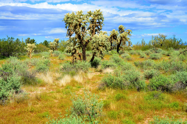 Close up detail of a Cholla cactus (cylindropuntia)  with barbed spines, growing along a walking trail in mountain reserve near Phoenix, Arizona