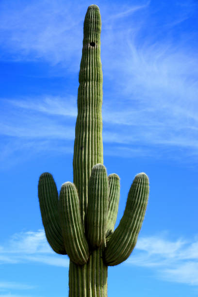 istock Closeup Old Saguaro Cactus Sonora desert Arizona 2156489620