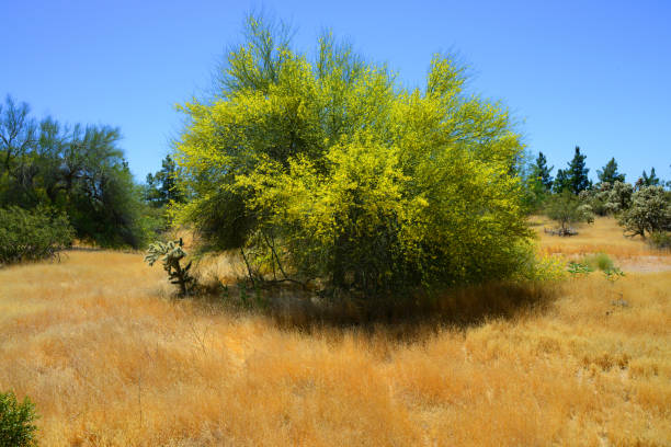 istock Palo Verde Tree, Sonora Desert, Spring and in bloom 2156489644