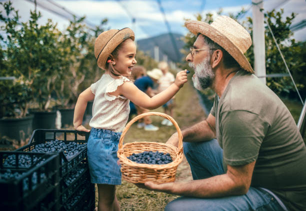 grandfather farmer with his grandchildren picking blueberries on his organic farm - neto imagens e fotografias de stock
