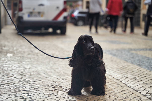 istock Black cute english spaniel on a leash. 2156490950