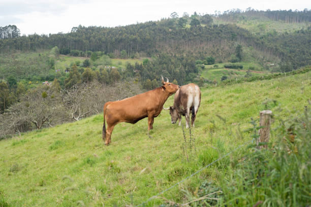 Cow licking other cow in a meadow