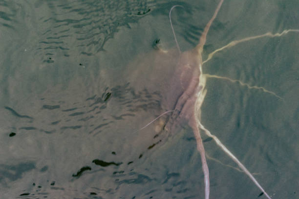 istock Big Catfish in the Pond 2156491154