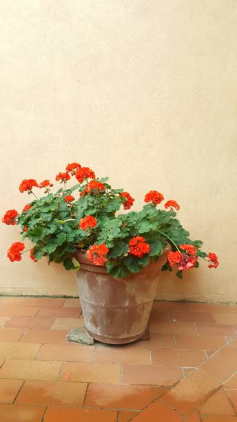 istock red geranium plant in a pot against a wall 2156491487