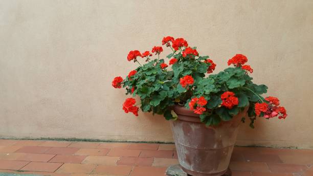 istock red geranium plant in a pot against a wall 2156491723