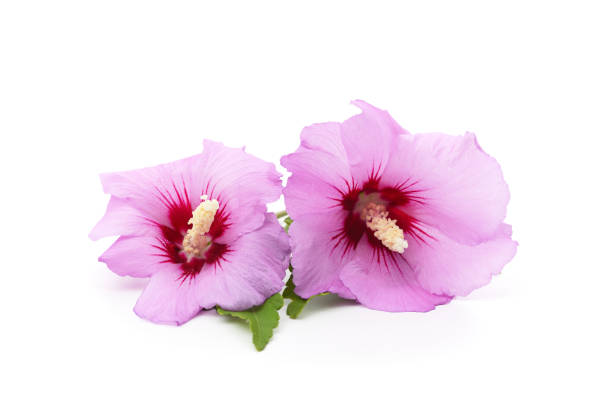 istock Two purple hibiscus flower. 2156492081