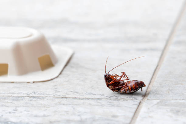 istock Dead cockroach upside down on the floor. Pest control concept 2156492538