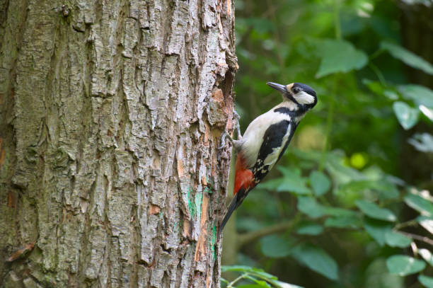 istock European woodpecker by the nest 2156494555