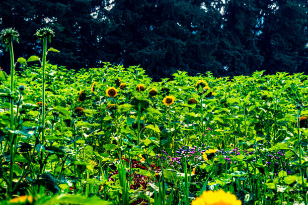 Sunflower