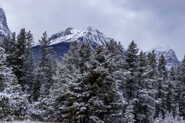 First snow along the Bow Valley Pkwy Banff National Park Alberta Canada