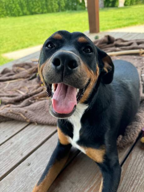 istock Dog with tongue out 2156496397