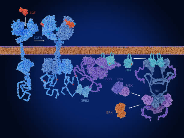 istock The Raf/MEK/ERK (MAPK) pathway. Epidermal growth factor (EGF) activates the EGF receptor (EGFR). Active ERK will activate many processes in the cell. 2156500927