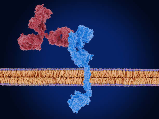 istock Cancer immunotherapy, antibody locks HER3 in inactive conformation 2156500954