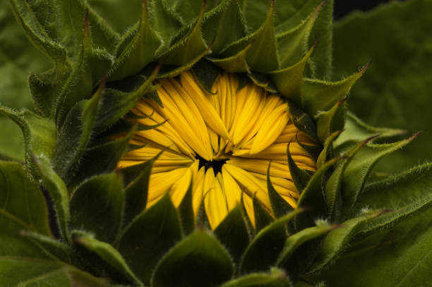 Helianthus annuus, the common sunflower, isolated on black background