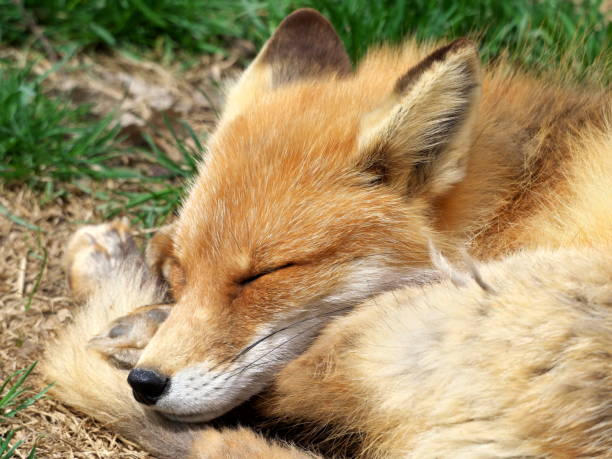 istock Hokkaido red fox baby 2156501885