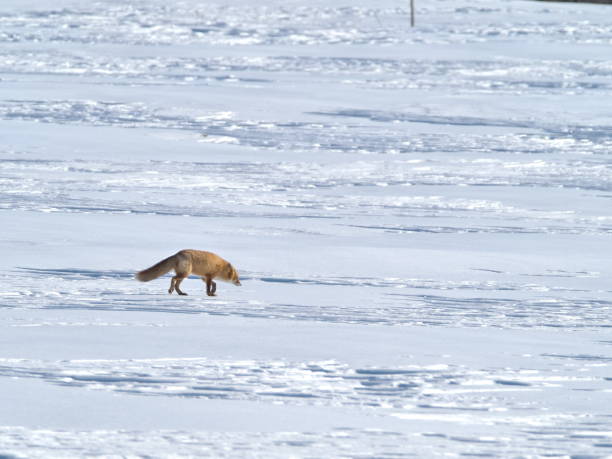 istock Hokkaido red fox baby 2156501959