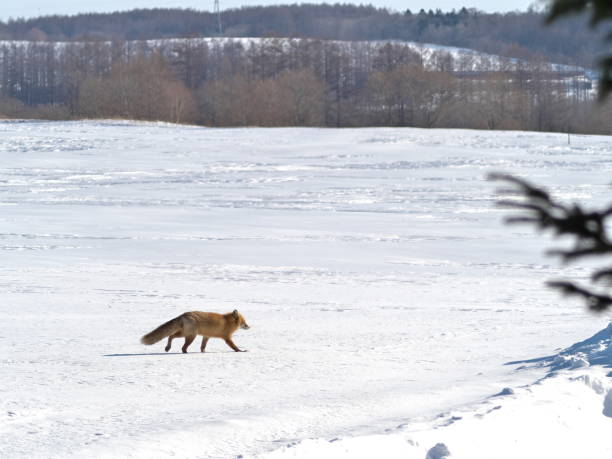istock Hokkaido red fox baby 2156501984