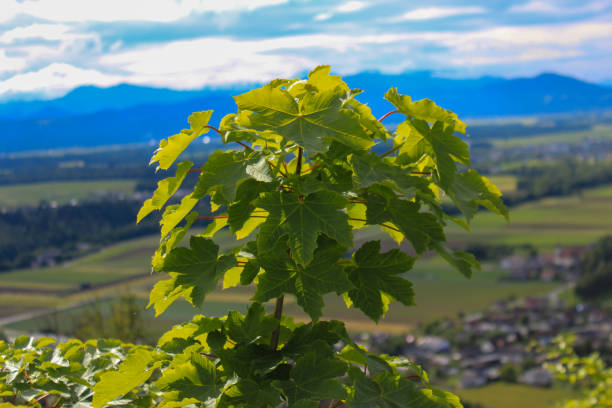 Top of a maple tree with young green maple leaves on a blurred alpine background