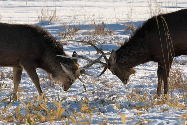 istock Eastern Hokkaido, wild sika deer 2156502296