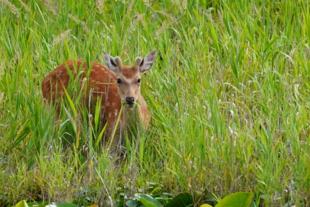 istock Eastern Hokkaido, wild sika deer 2156502381