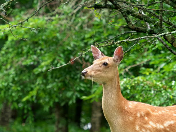 istock Eastern Hokkaido, wild sika deer 2156502691