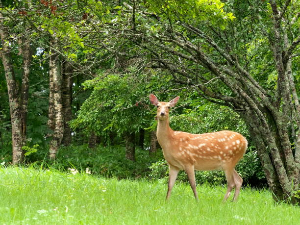 Eastern Hokkaido, wild sika deer