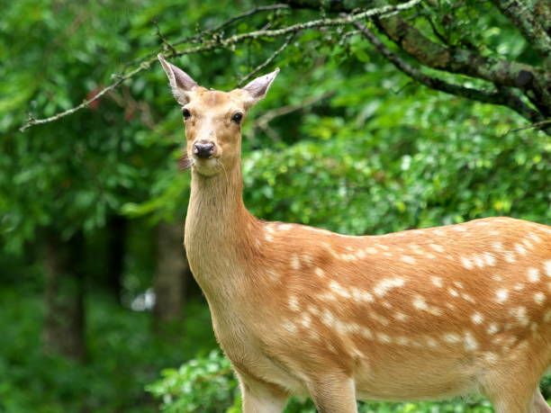 istock Eastern Hokkaido, wild sika deer 2156502695