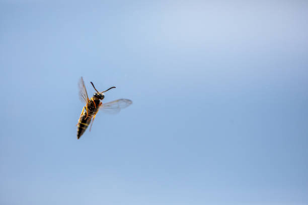 Closeup of a Wasp (Vespinae ) on a pane of glass in front of a blue sky, seen in Summer,  North Rhine-Westphalia, Germany