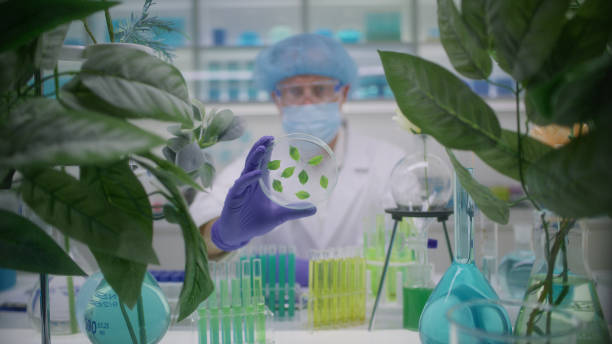 istock Scientist working at botanical research laboratory. Examining a plant species sample in a petri dish 2156504060