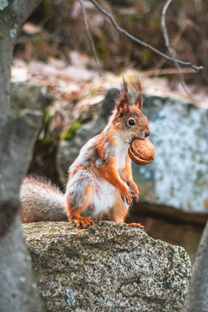 istock squirrel in the spring in a gray-red fur coat, molting, changing color in the spring 2156506006