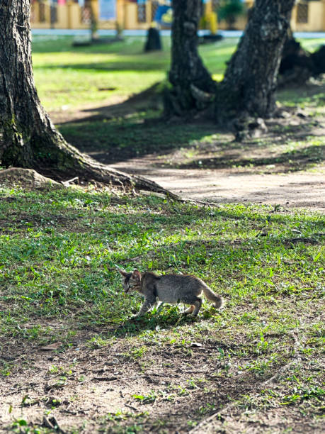 istock Cat relaxing outdoor on the grass in summer 2156506022