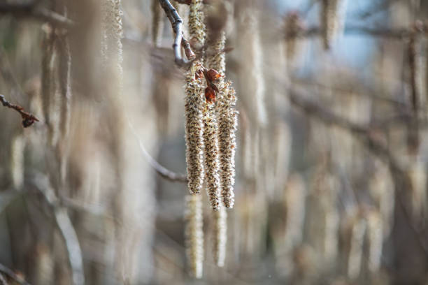 close up Backlit cluster of male Quaking Aspen (Populus tremuloides) catkins, under the soft spring sun