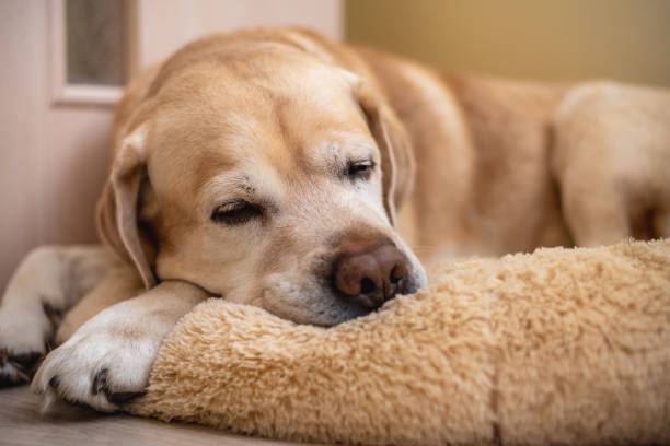 istock labrador retriever dog lying on his soft dog bed and sleeping 2156506042